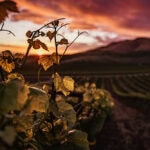 Sebastian Vetter auf Genusstour: Mit dem Schönheitschirurg-Freund durch die Weinregionen am Bodensee
